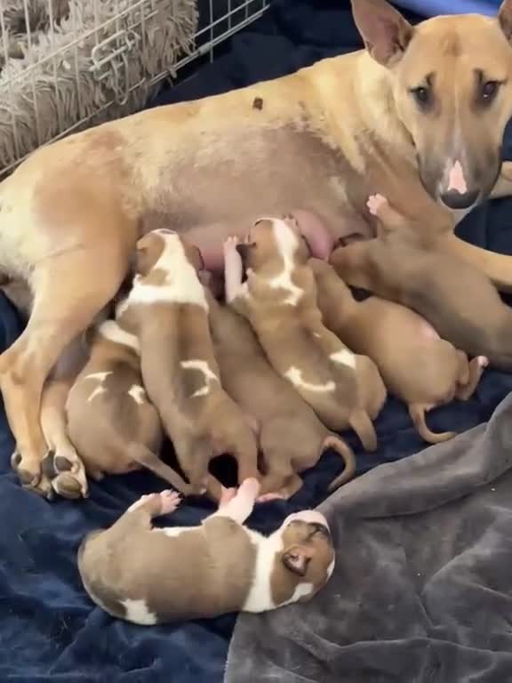 Bull Terrier dogs for stud: Stud English Bull Terrier  - Video 3