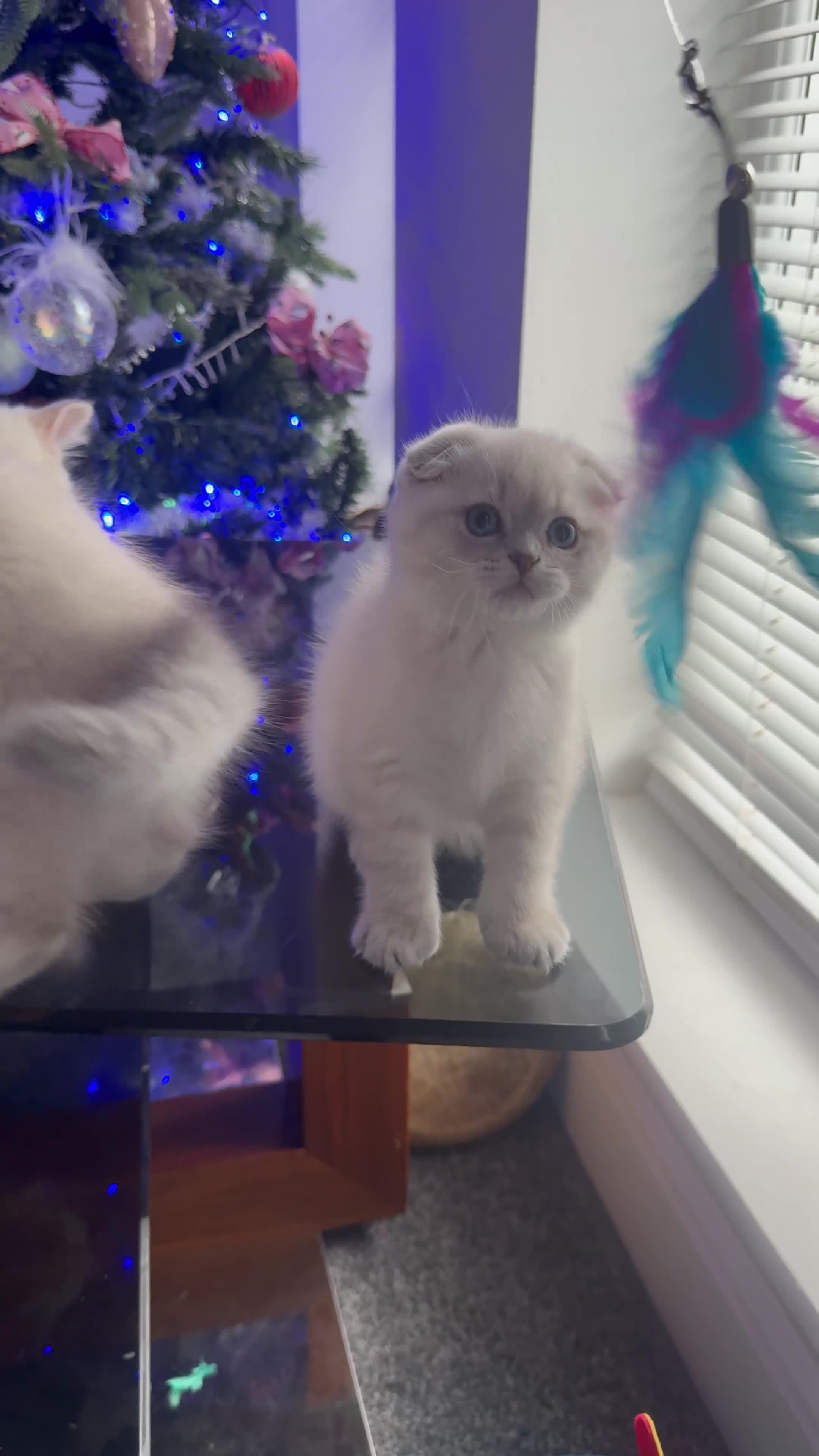 Scottish Fold cats for sale: 😻Stunning Pure breed Scottish fold kittens 😻 - Video 3