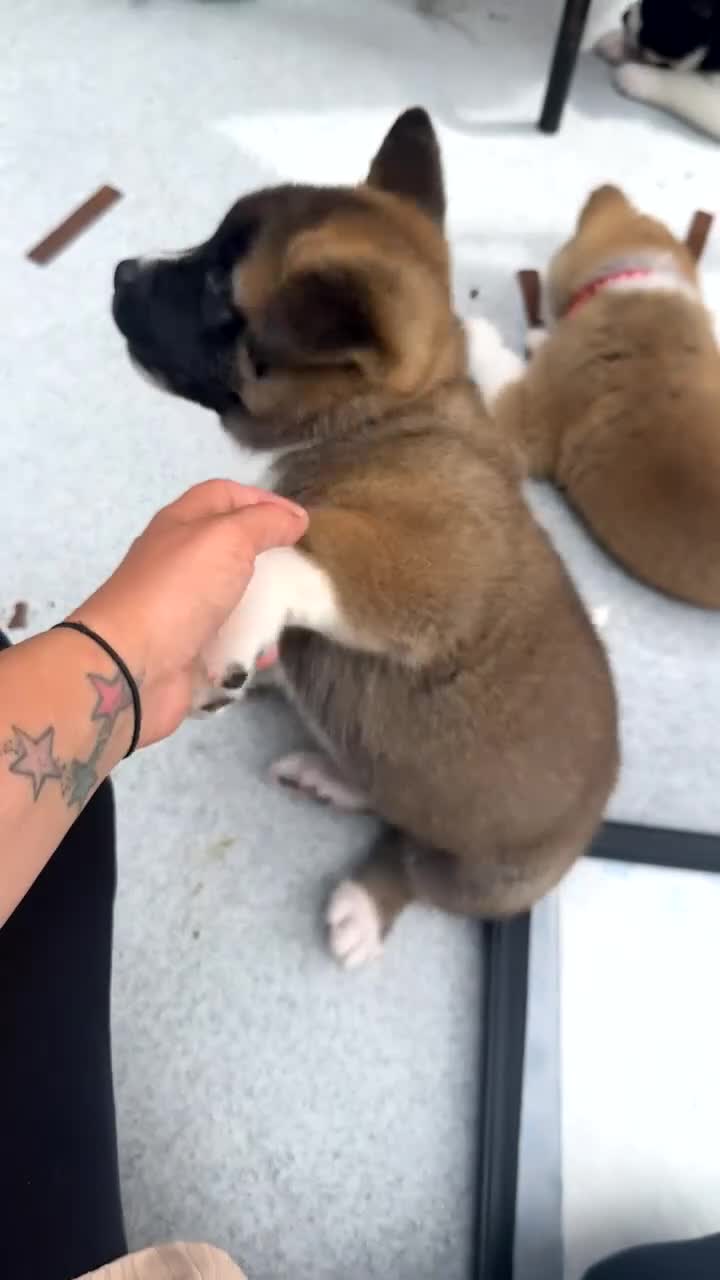 Akita dogs for sale: American akita - Video 1