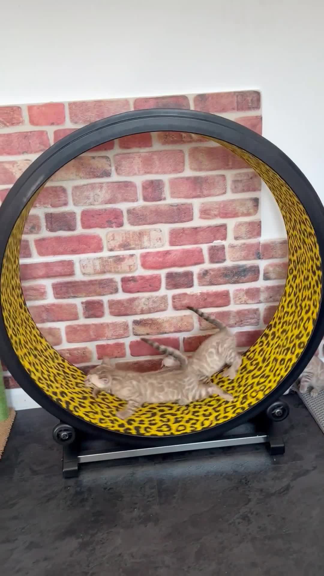 Bengal cats for sale: TICA-Pedigree Snow Lynx Bengal Kittens 🏆Active! - Video 1