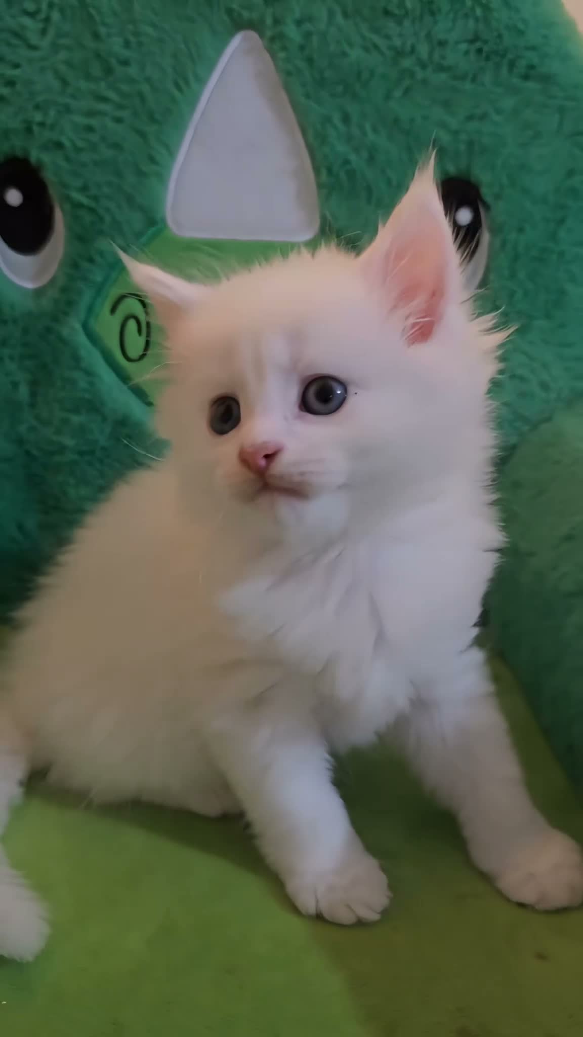 Maine Coon cats for sale: Maine Coon  - Video 2
