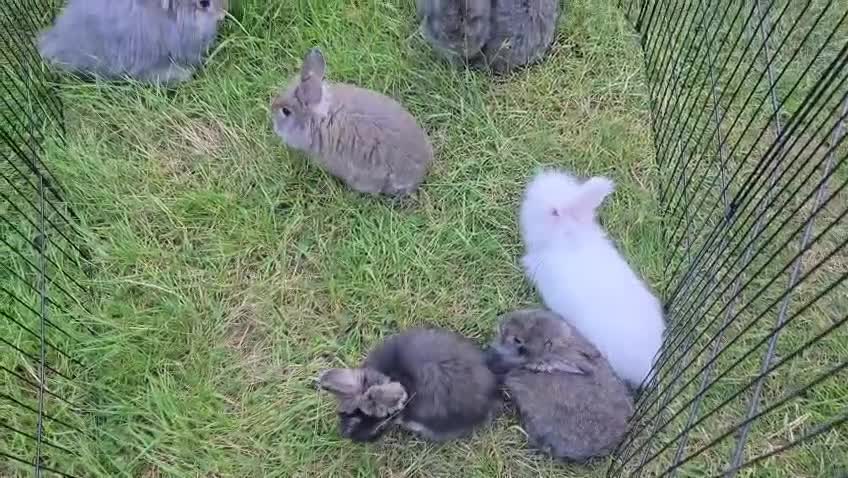 Angora rabbits for sale: 💜 Beautiful English Angora rabbits 💜 ready now  - Video 3
