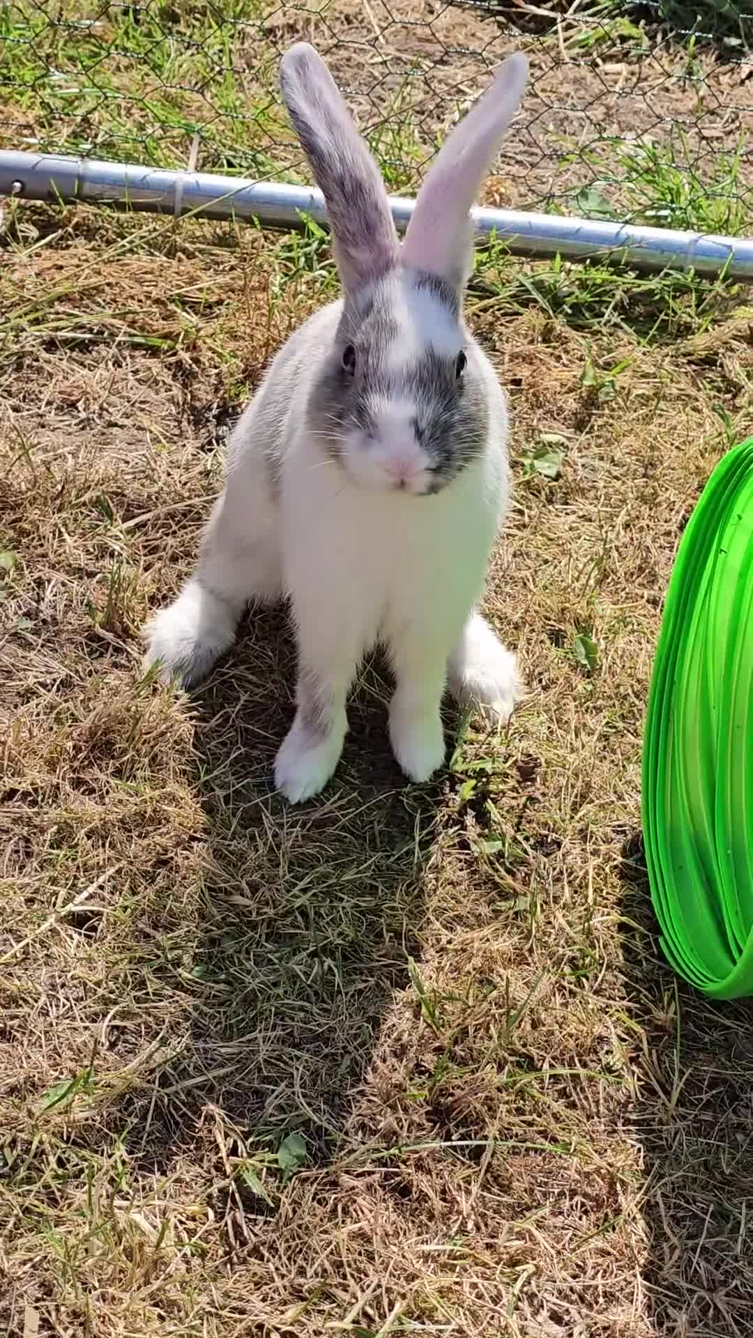 Harlequin rabbits for sale: 4 Gorgeous Harlequin bunnies looking for a 🏡  - Video 3