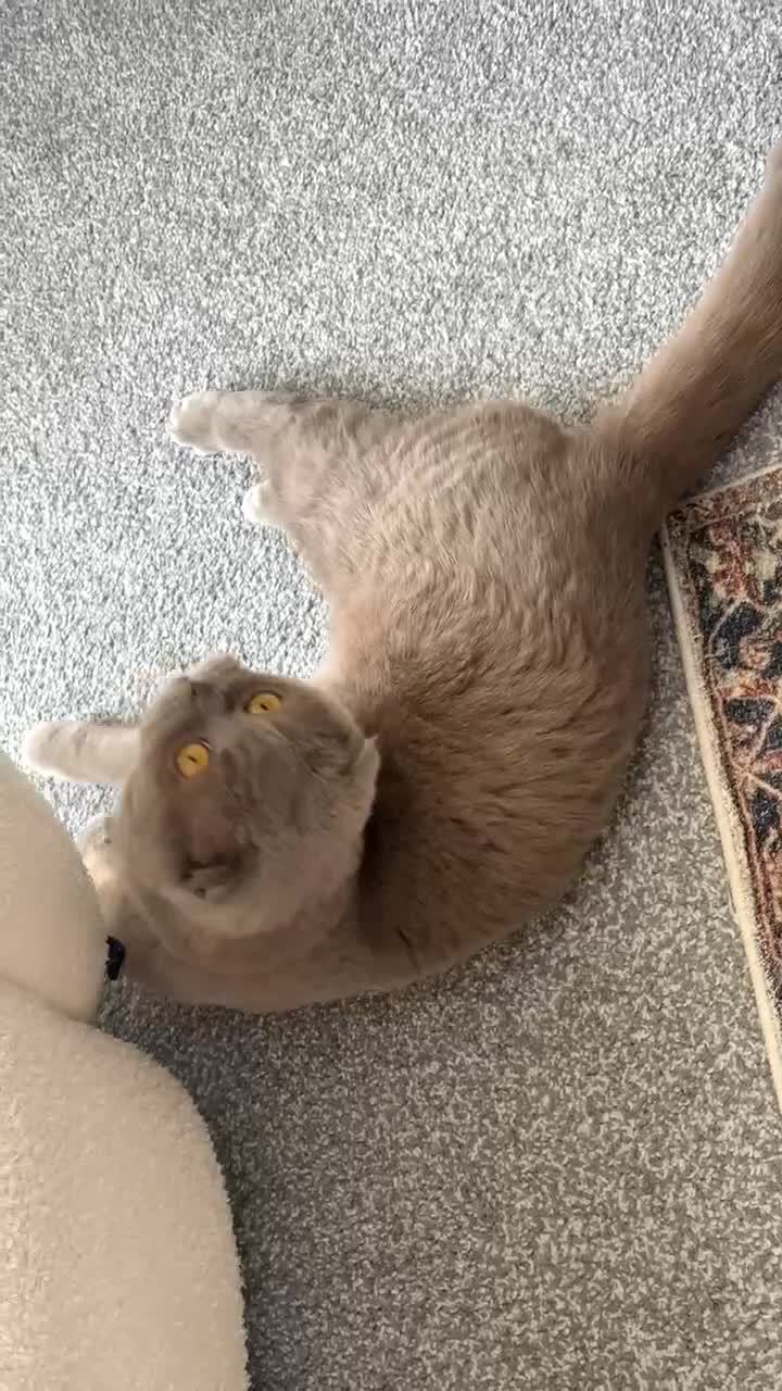 Scottish Fold cats for sale: Jayjay in Bristol - Video 3
