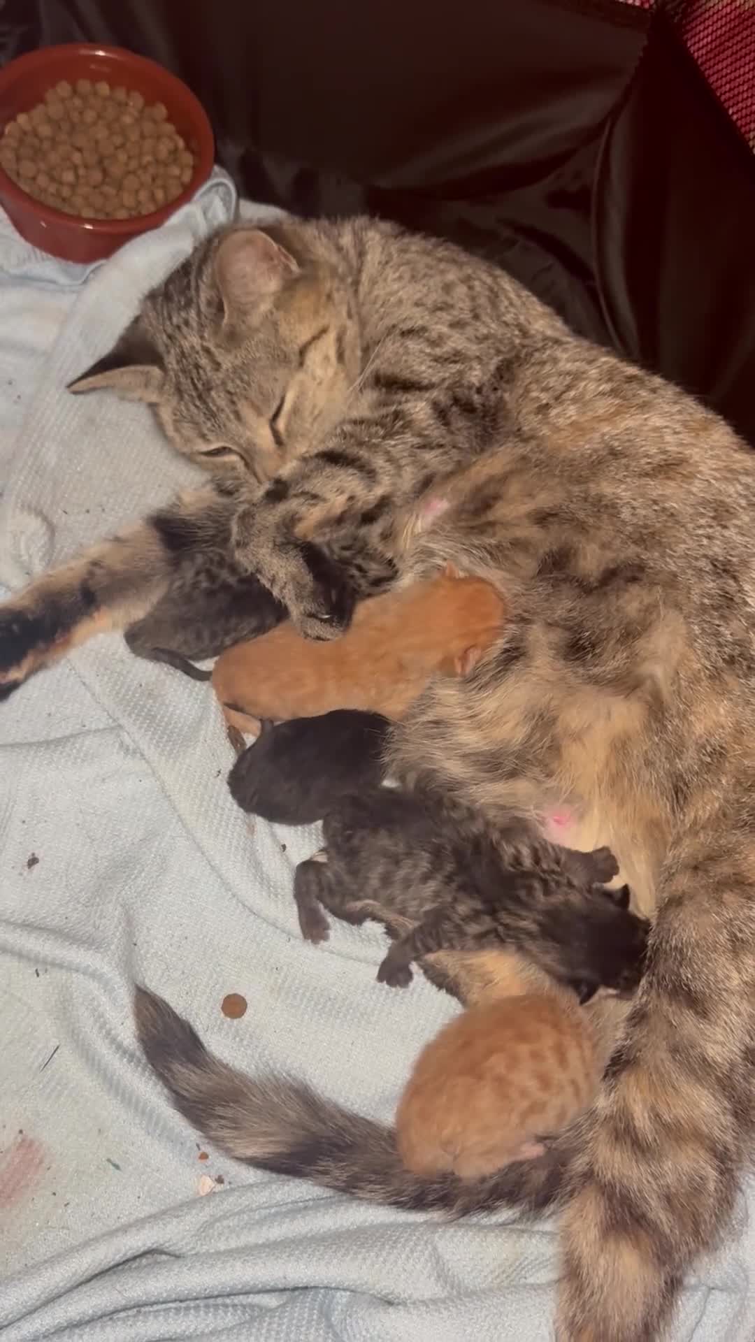 Mixed Breed cats for sale: Gorgeous kittens  in Petworth - Video 1