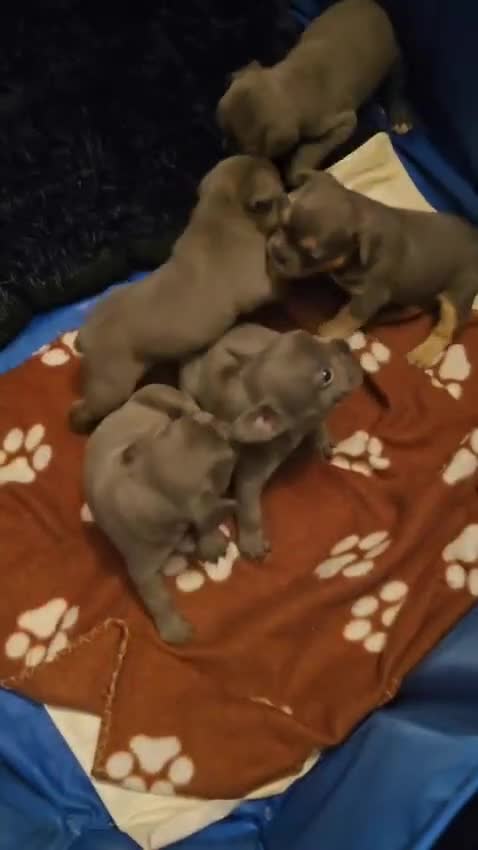 French Bulldog dogs for sale: Exceptional French Bulldog Puppies - Video 1