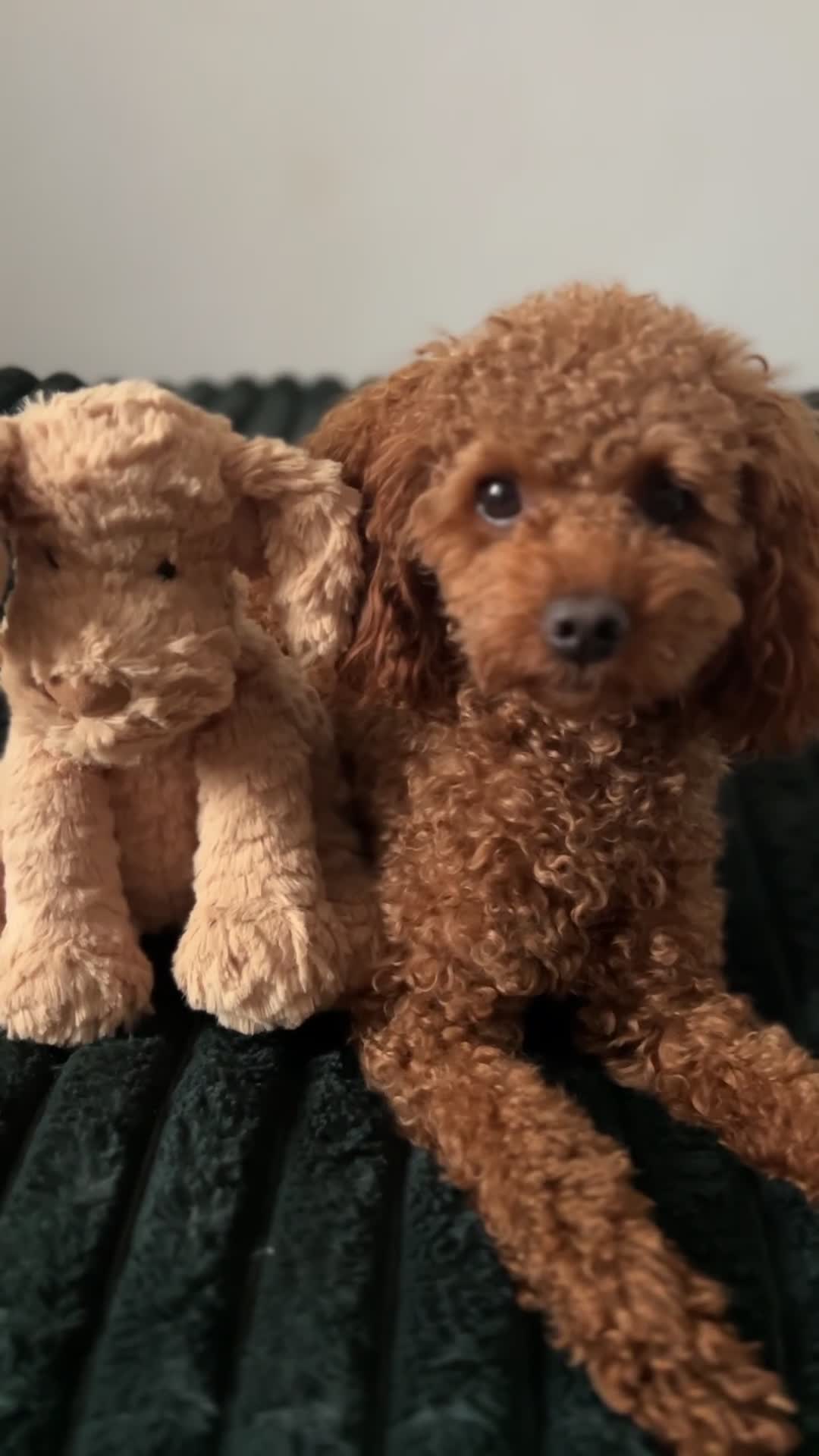 Toy Poodle dogs for stud: KC registered,RedToy poodle,for stud only🐾HUGO🐾  - Video 1