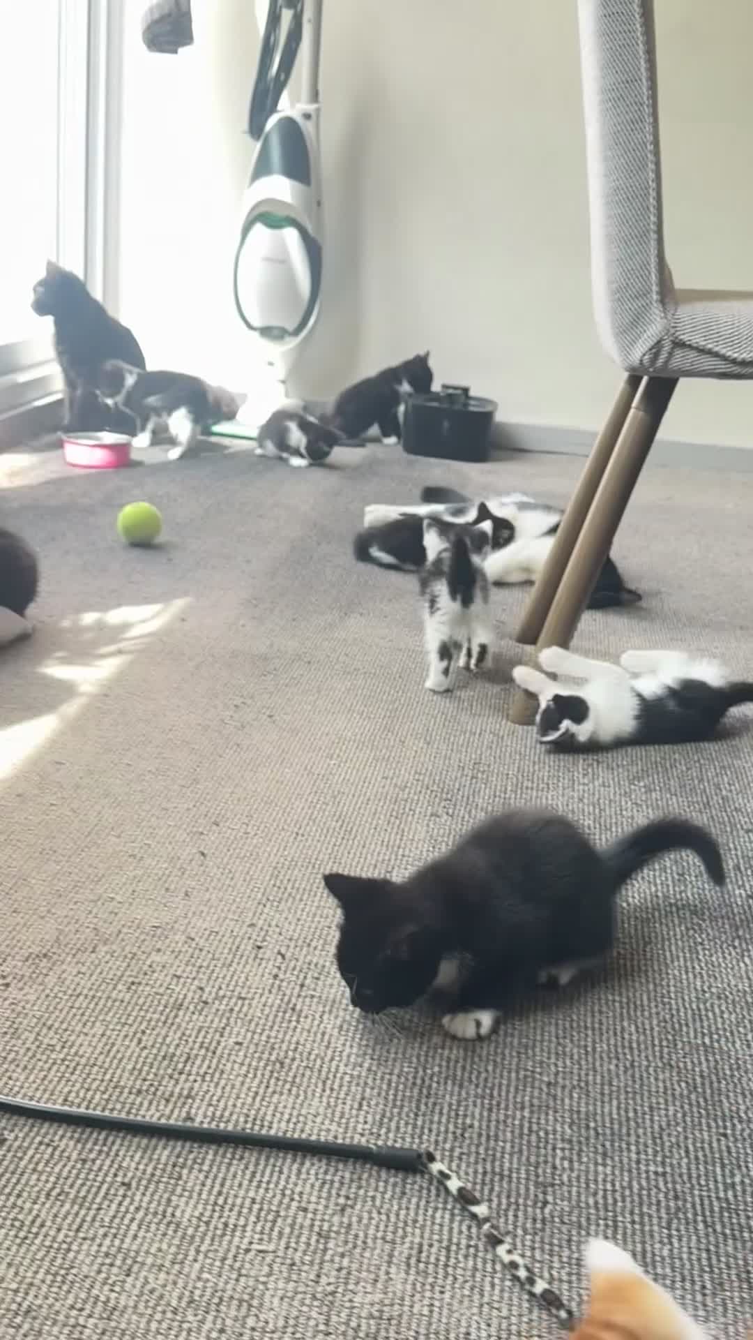 Mixed Breed cats for sale: 5 beautiful kittens  - Video 1
