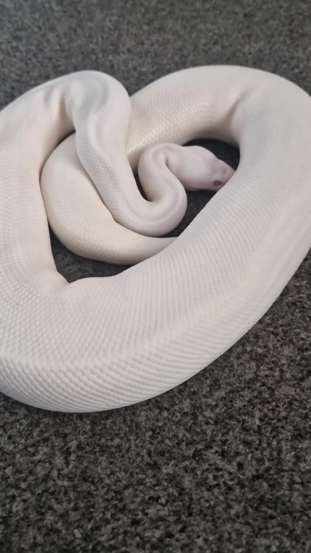 Python Snake reptiles for sale: Various hatchlings and sub adults in West Bromwich - Video 1