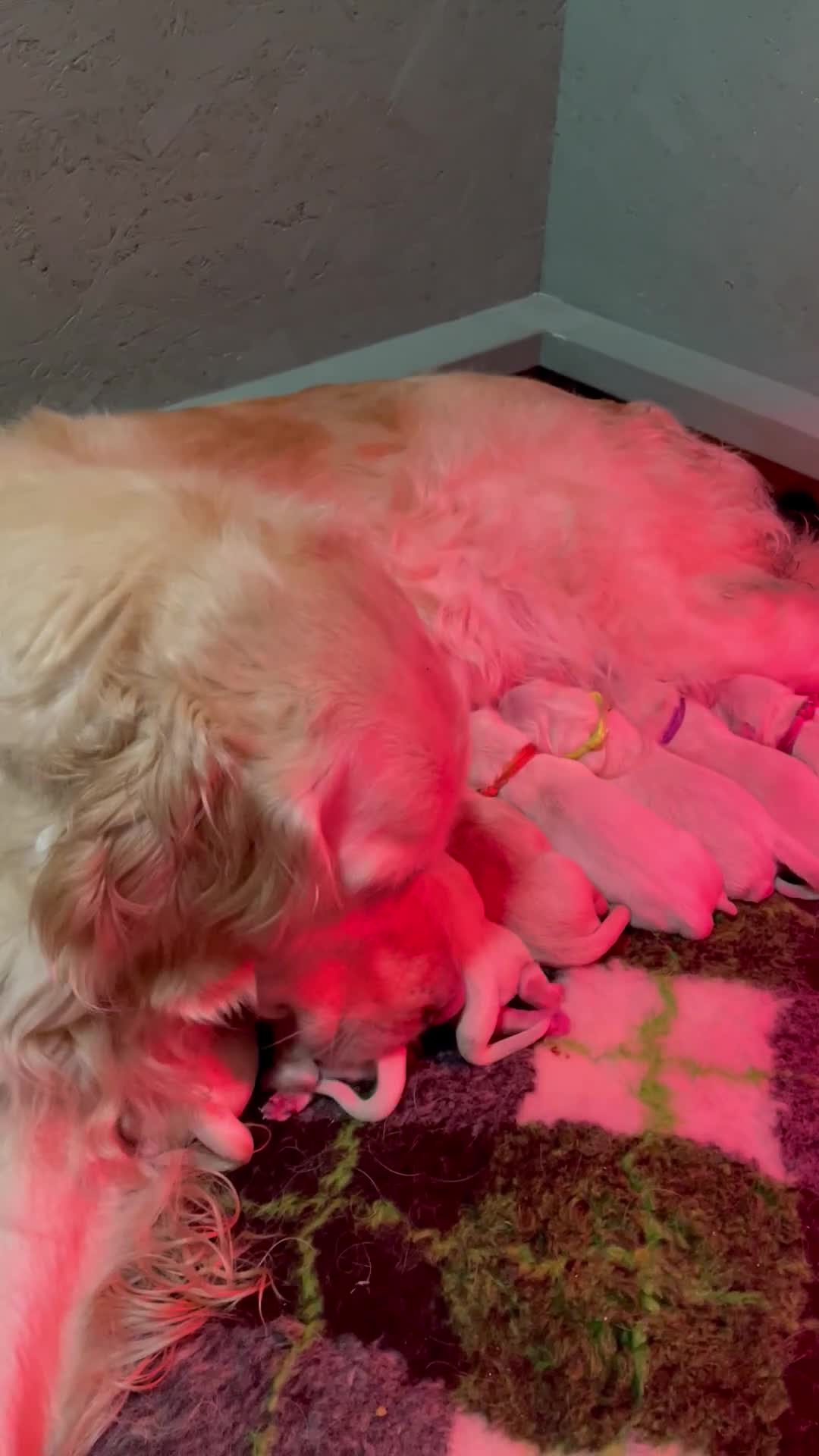 Golden Retriever dogs for sale: Beautiful Golden retriever pups - Video 1