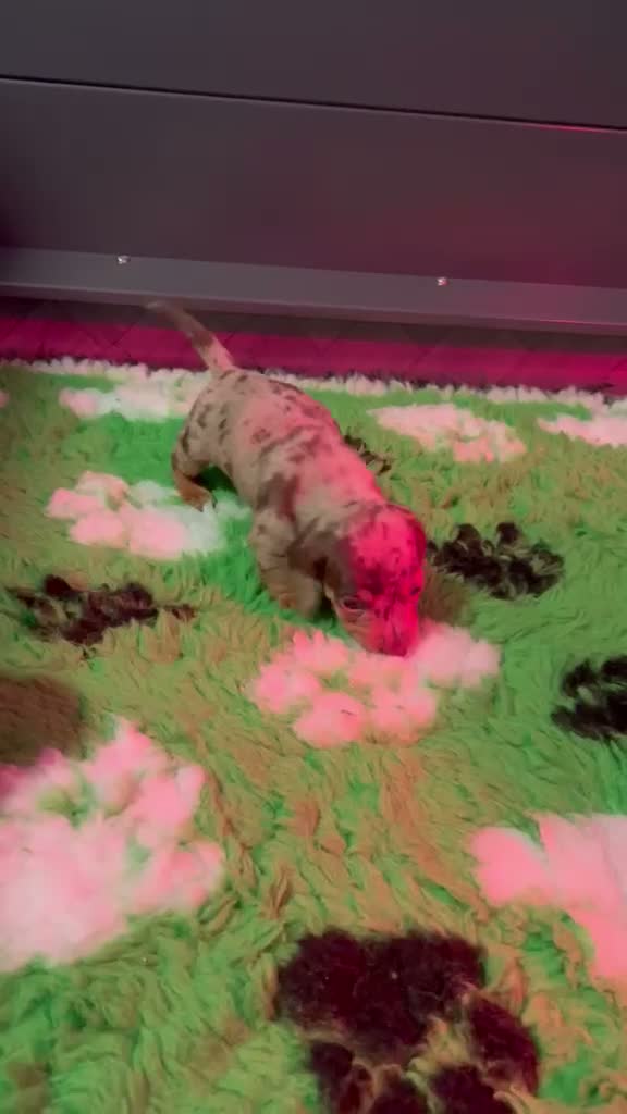 Miniature Dachshund dogs for sale: Kc reg miniature dachshund  - Video 1