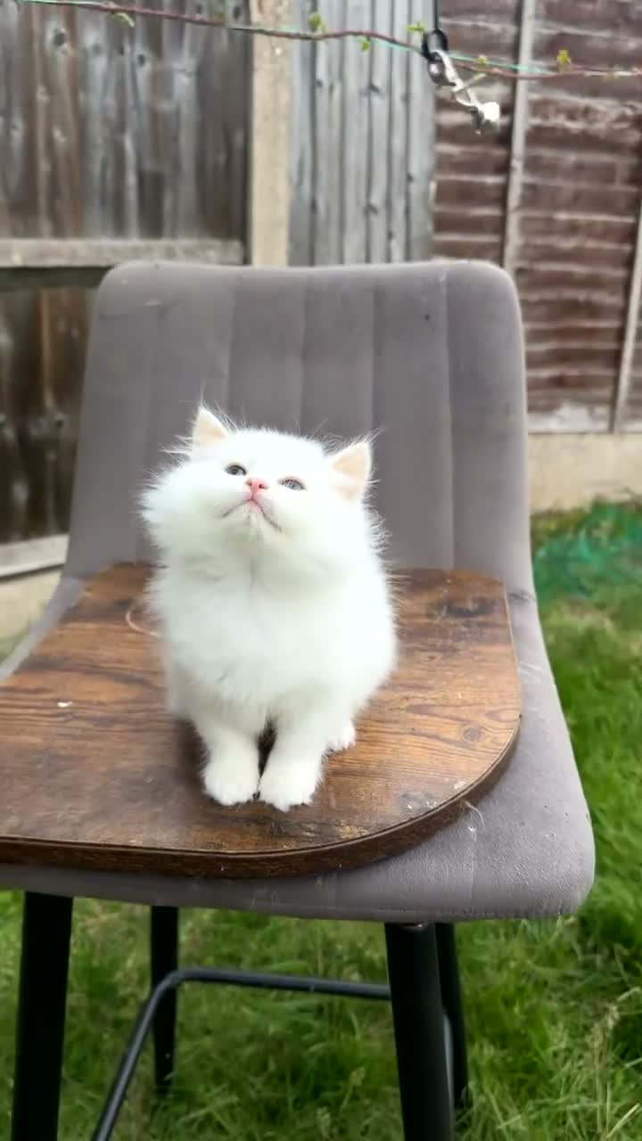 British Shorthair cats for sale: British cats - Video 1