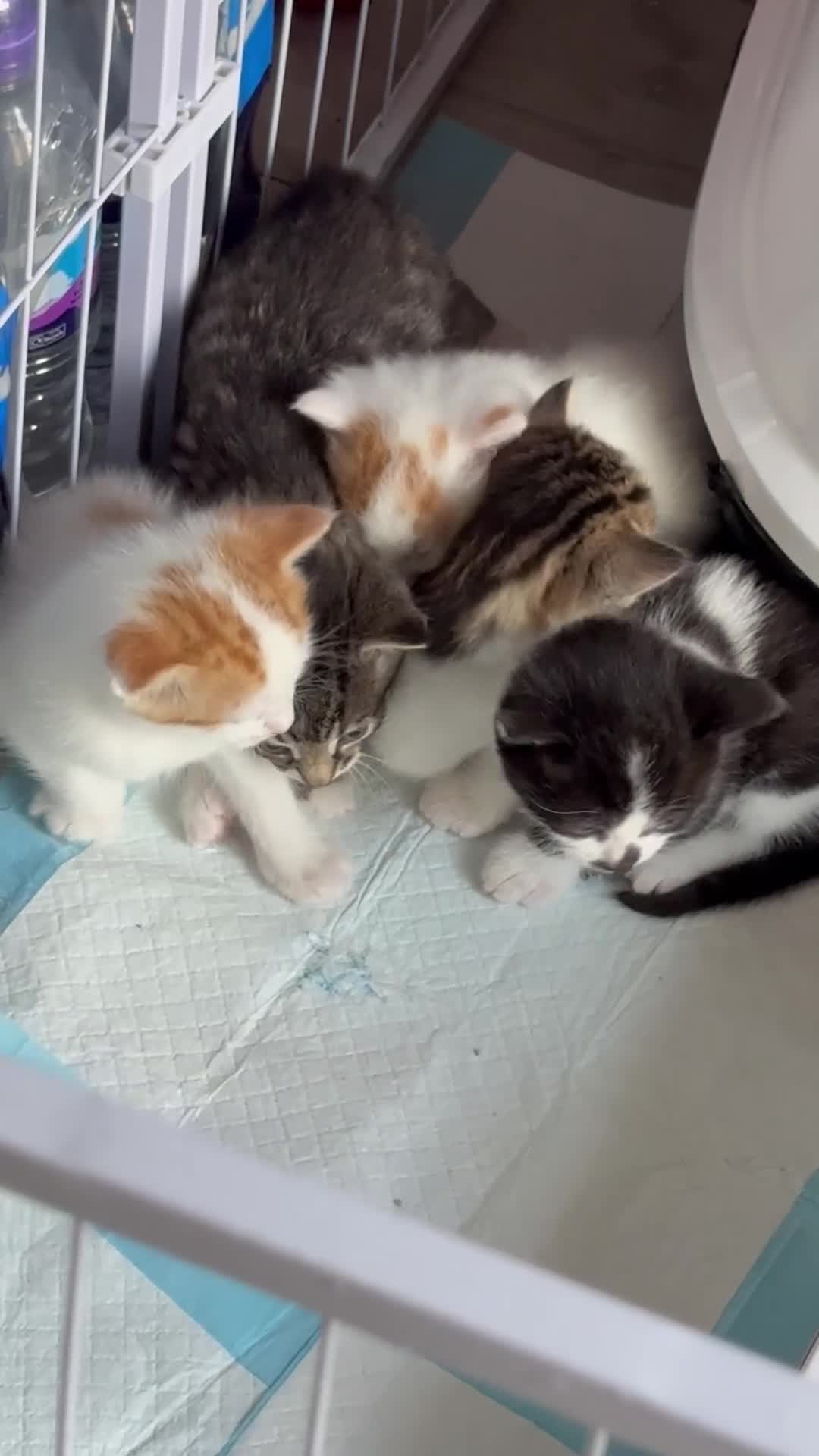 Mixed Breed cats for sale: Kittens  - Video 1