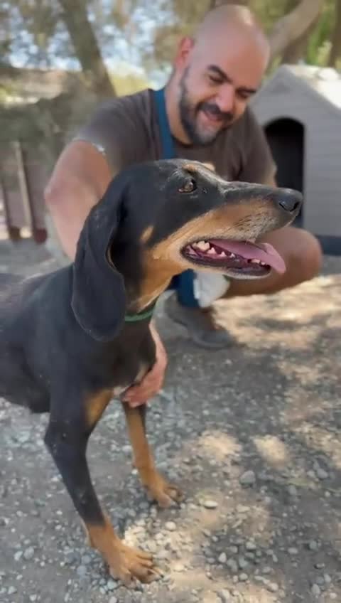 Mixed Breed dogs for adoption: Stella the sweet hound ready for adoption in Atherstone - Video 2