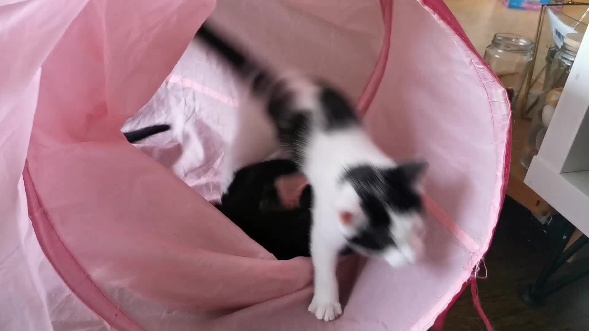 Mixed Breed cats for sale: Gorgeous, playful & affectionate kittens - Video 1