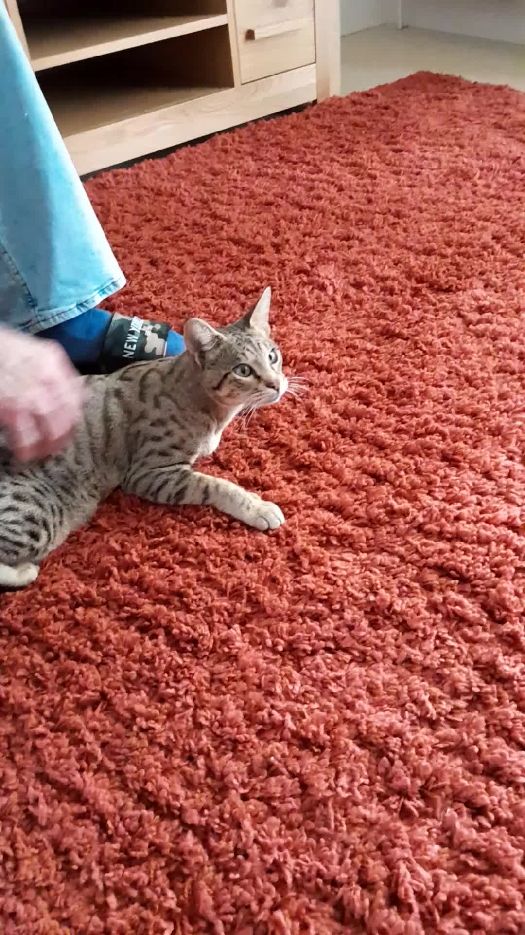 Savannah cats for sale: Beautiful F3 Pedigree Savannah Lady TICA Reg - Video 5