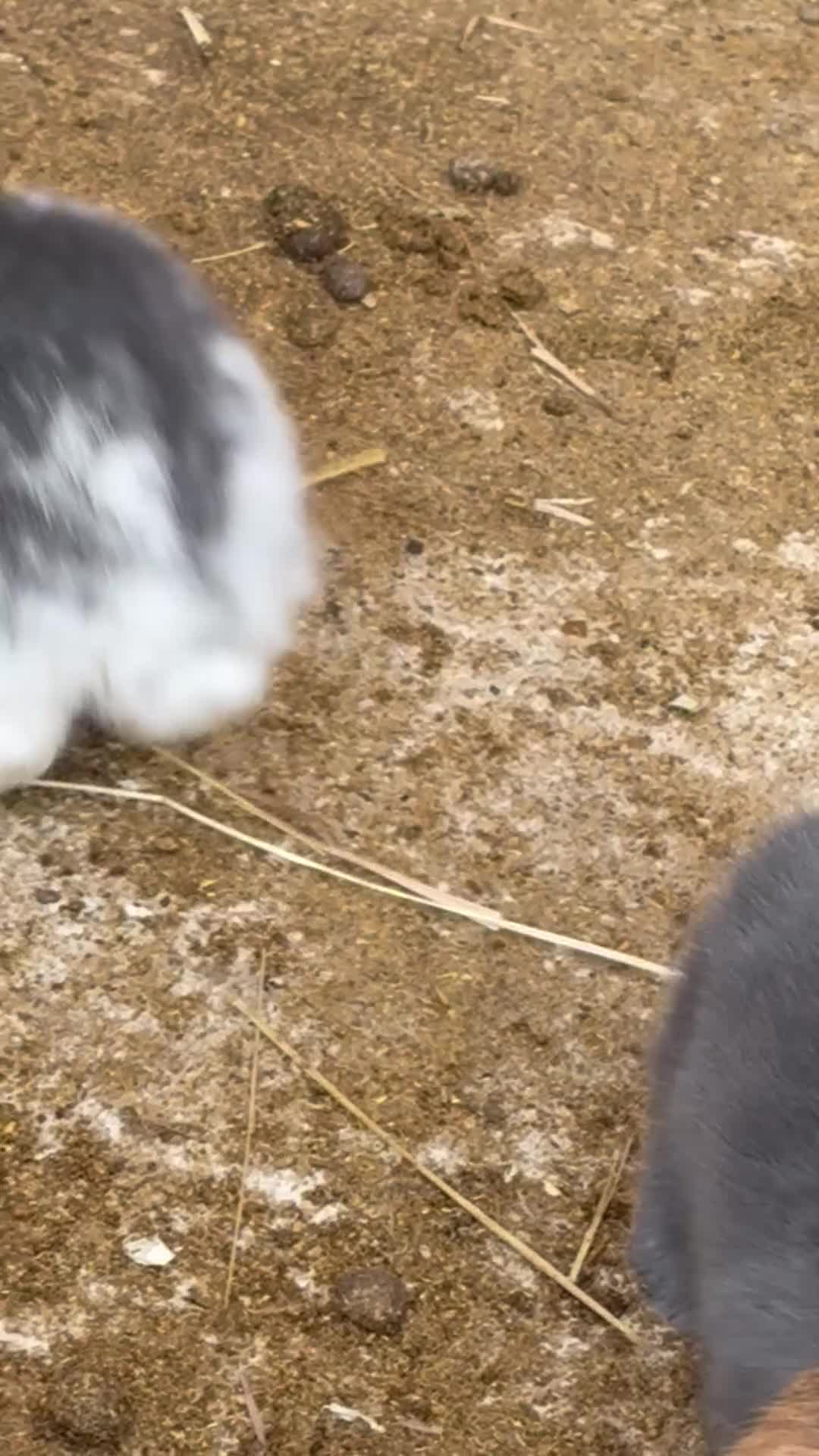 Lionhead rabbits for sale: Baby Rabbits for sale - Video 2