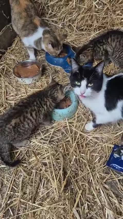 Mixed Breed cats for sale: Black and white Spayed girl cat for sale  - Video 1