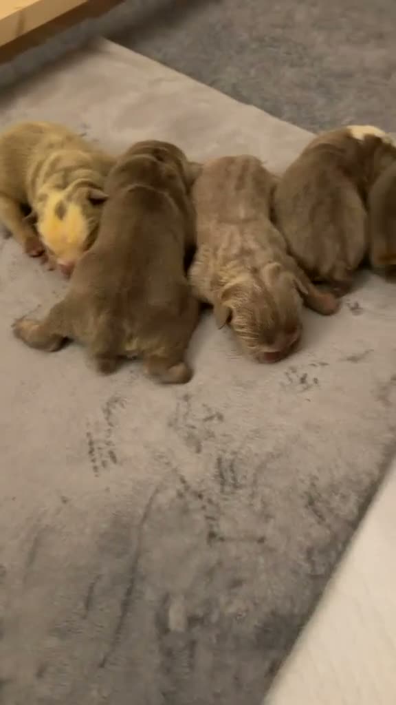 English Bulldog dogs for sale: English bulldog puppies kc for sale  in Alloa - Video 1