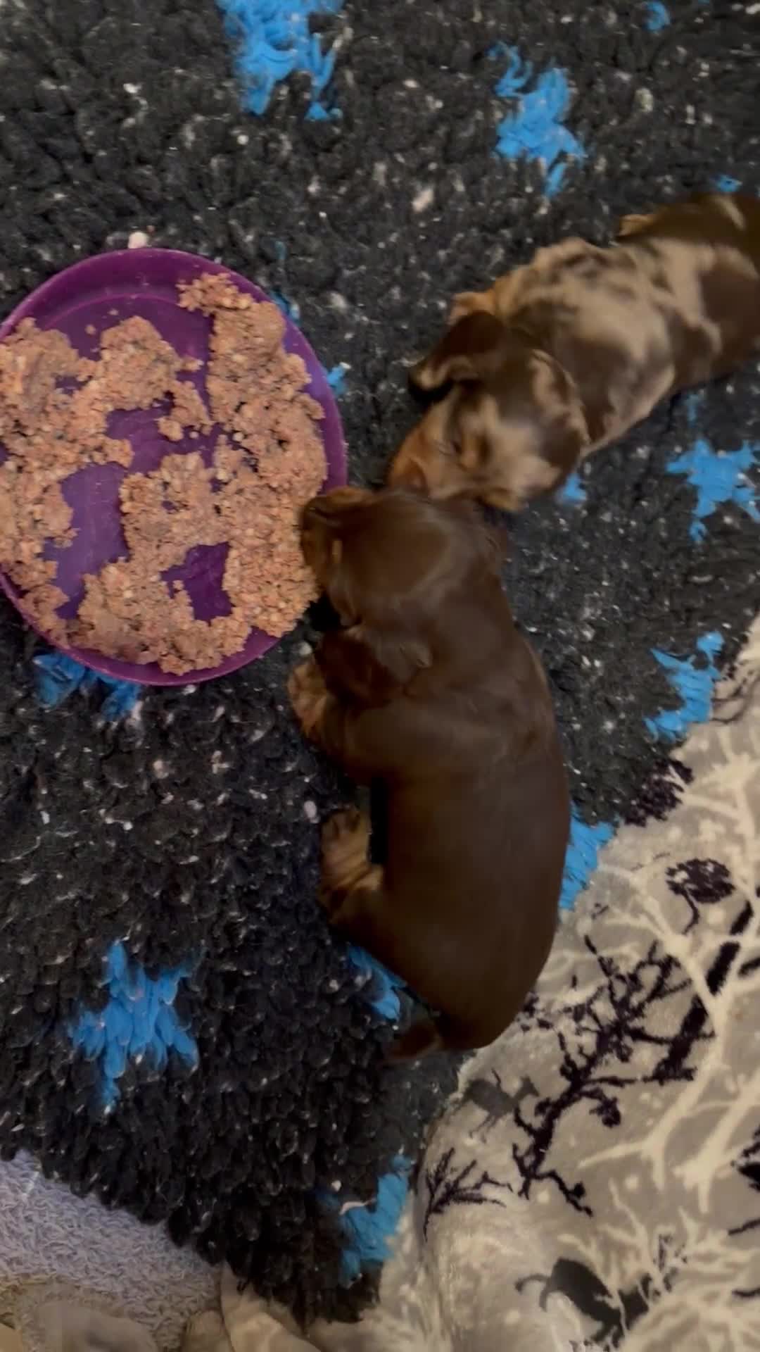 Miniature Dachshund dogs for sale: Long haired miniature dachshund pups - Video 2