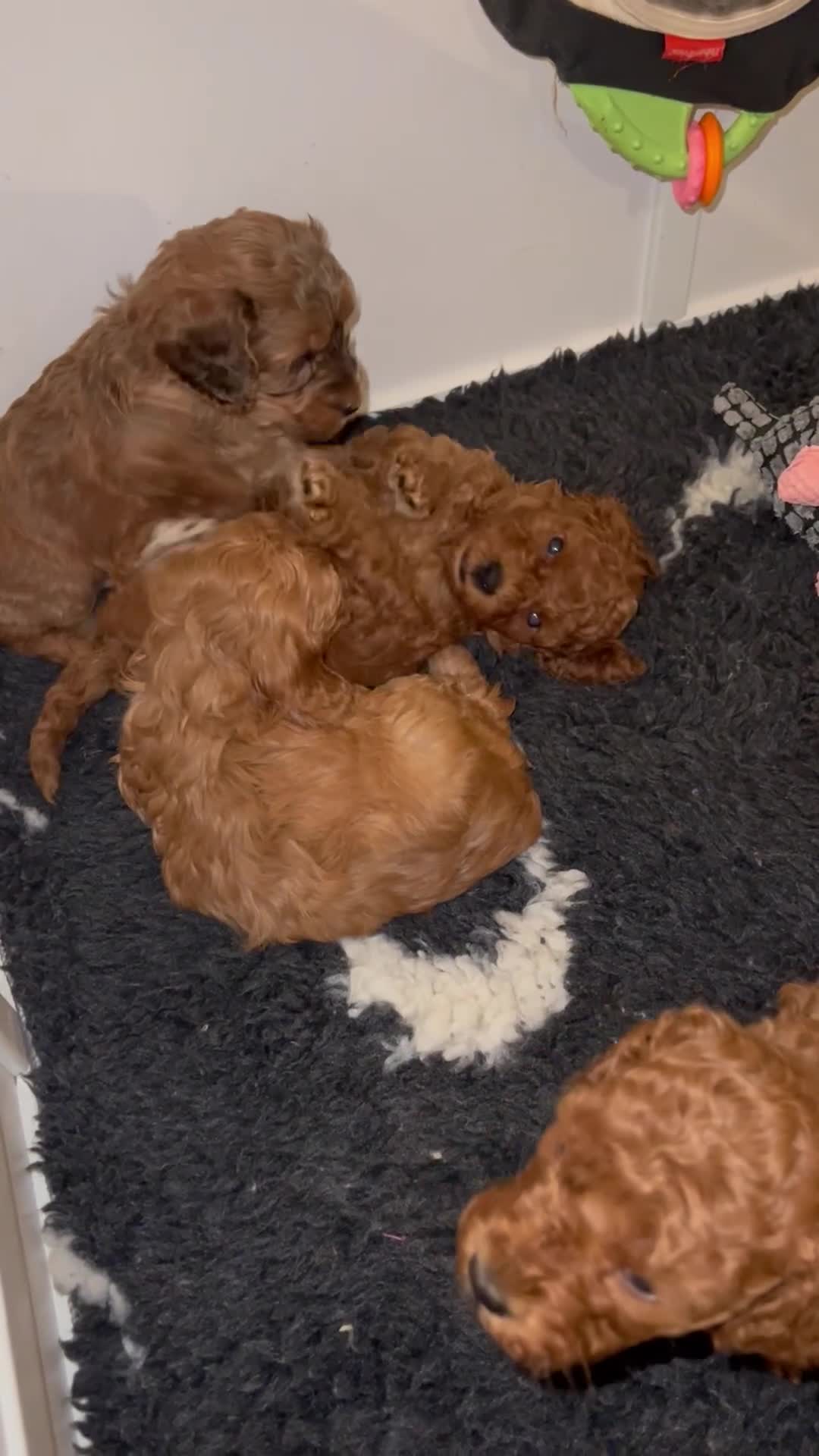 Cockapoo dogs for sale: Lovely Male Cockapoos. Ready 09/04.  in Grimsby - Video 1