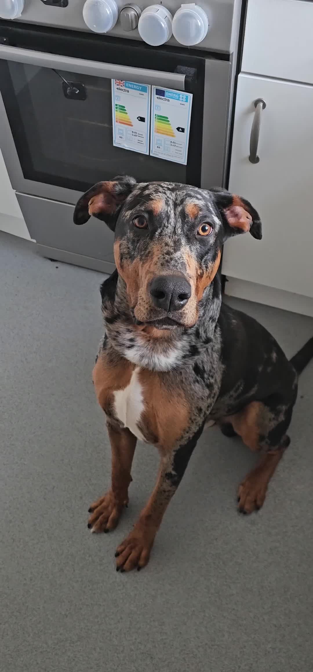 Mixed Breed dogs for sale: Beautiful male doberman  - Video 1