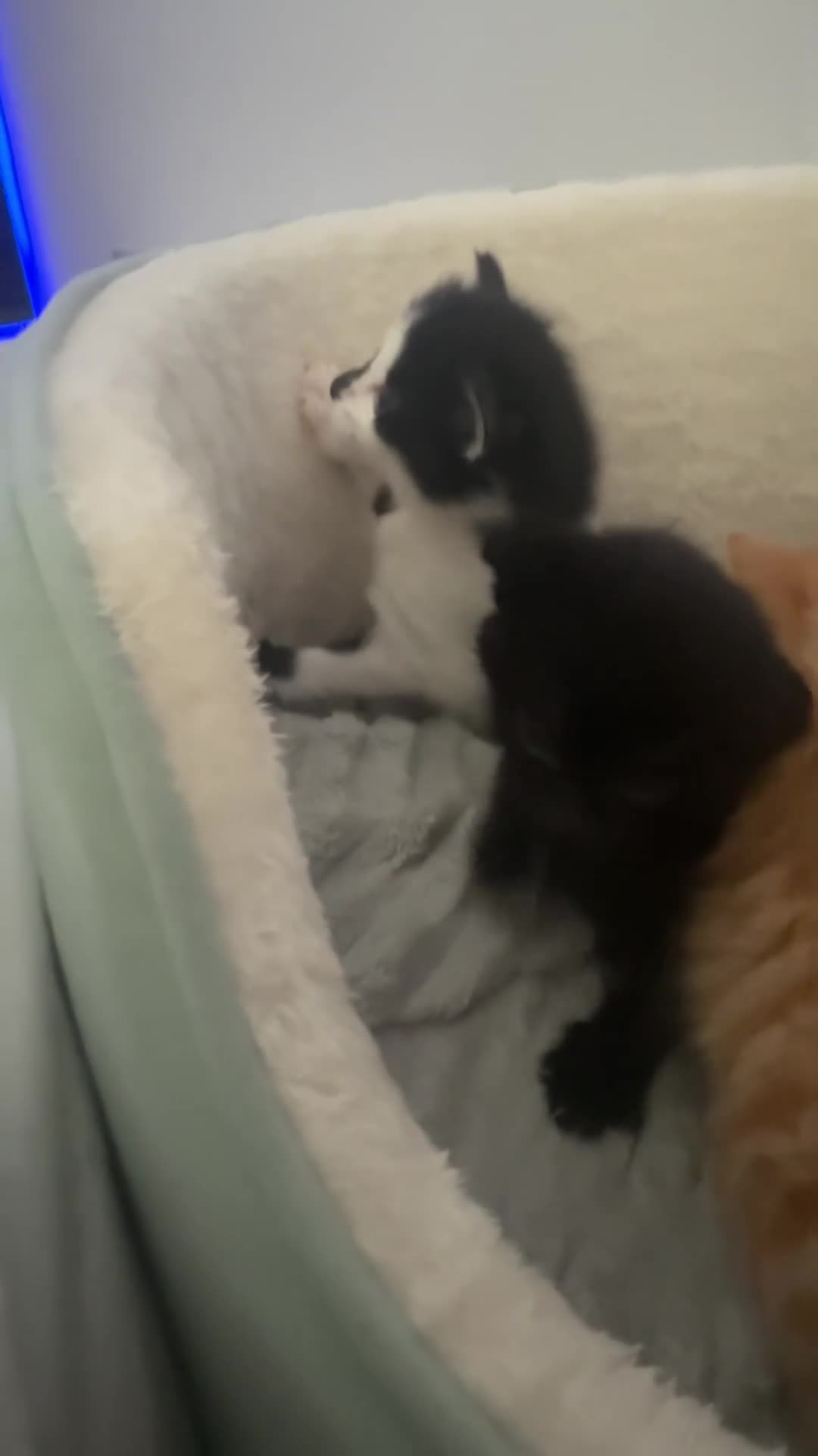 Mixed Breed cats for sale: Two ginger kittens for sale  in Kingston upon Thames - Video 2