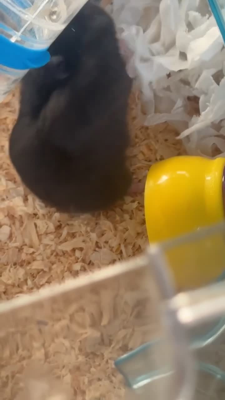 Hamster rodents for sale: Male/female hamster  - Video 2