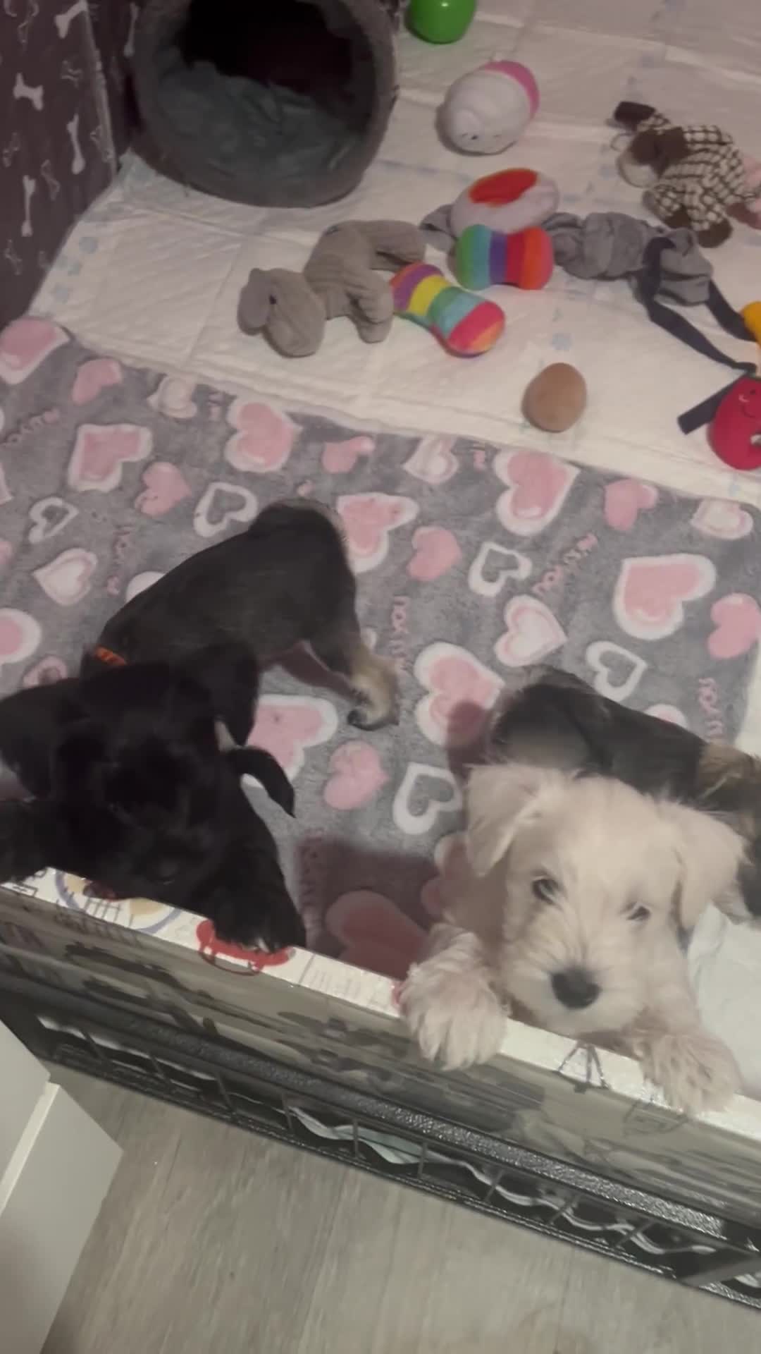 Miniature Schnauzer dogs for sale: KC Beautiful miniature Schnauzers  - Video 1