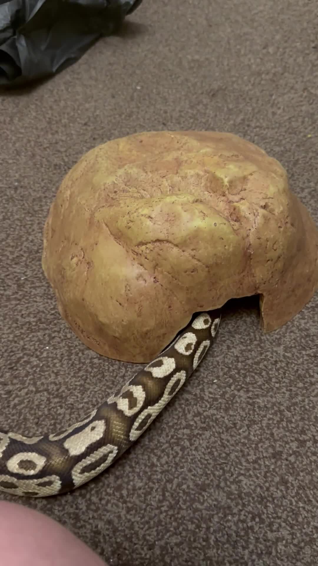 Python Snake reptiles for sale: Ball Python w/full setup included  - Video 1