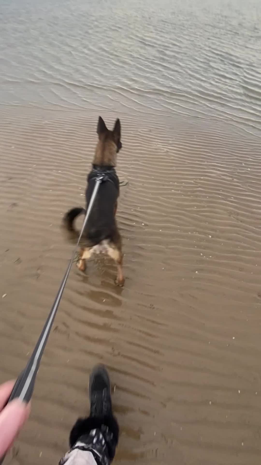 Belgian Shepherd Dog dogs for sale: Belgian Malinois 3 Year Old - Video 1