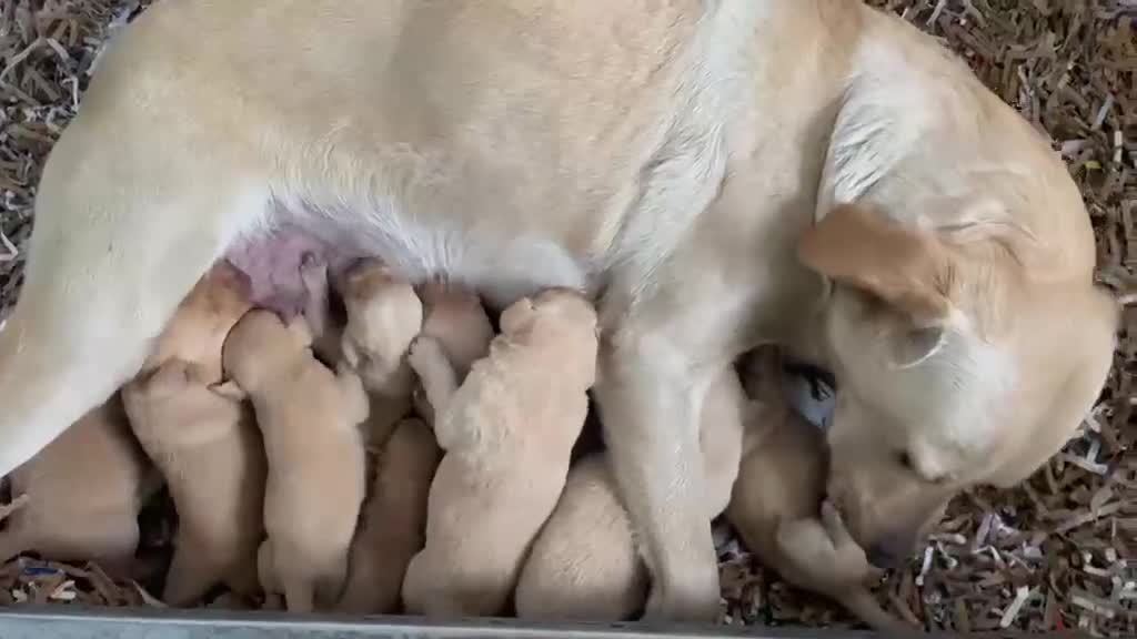 Labrador Retriever dogs for sale: KCReg Pedigree Labrador Pups Parents Health Tested - Video 1