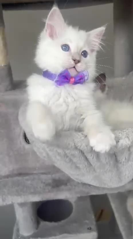 Ragdoll cats for sale: Registered Ragdoll kittens for sale - Video 1