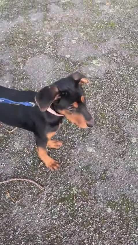 Mixed Breed dogs for sale: CRD x Kelpie female - Video 1