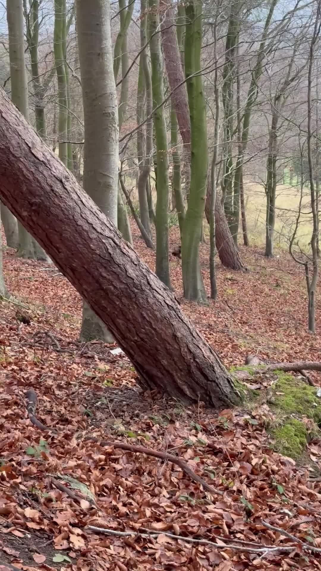 English Springer Spaniel dogs for stud: Elishade Misty Horizon (Dipper) - Video 2