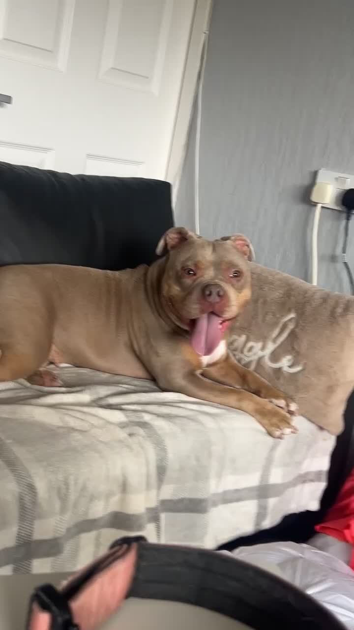 Mixed Breed dogs for sale: pocket bully  in Huddersfield - Video 5