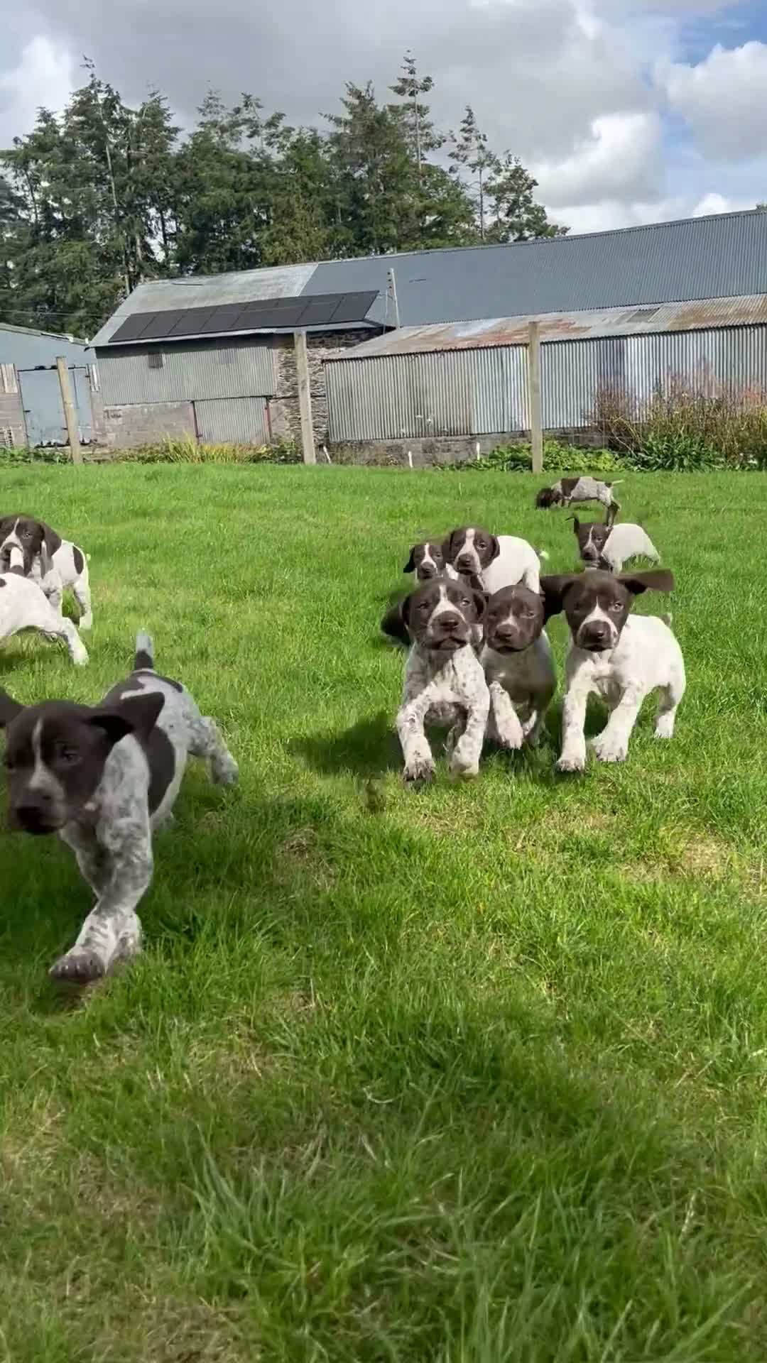 German Shorthaired Pointer dogs for sale: ! Ready now !  - Video 5