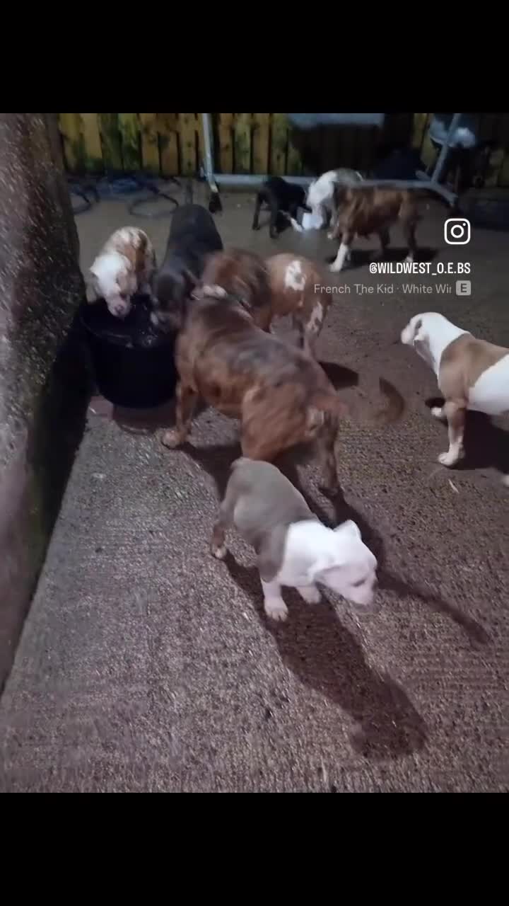 Olde English Bulldogge dogs for sale: 3 male puppy Olde English Bulldogges left - Video 2