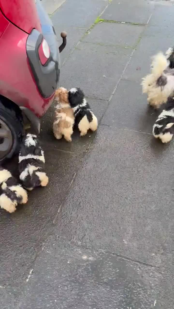 Shih Tzu dogs for sale: 6 Shih Tzu Puppies for Sale - Video 2