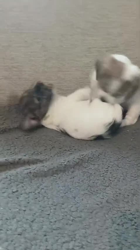 Mixed Breed dogs for sale: 3 beautiful malshi x Jack russell cross puppies  - Video 1
