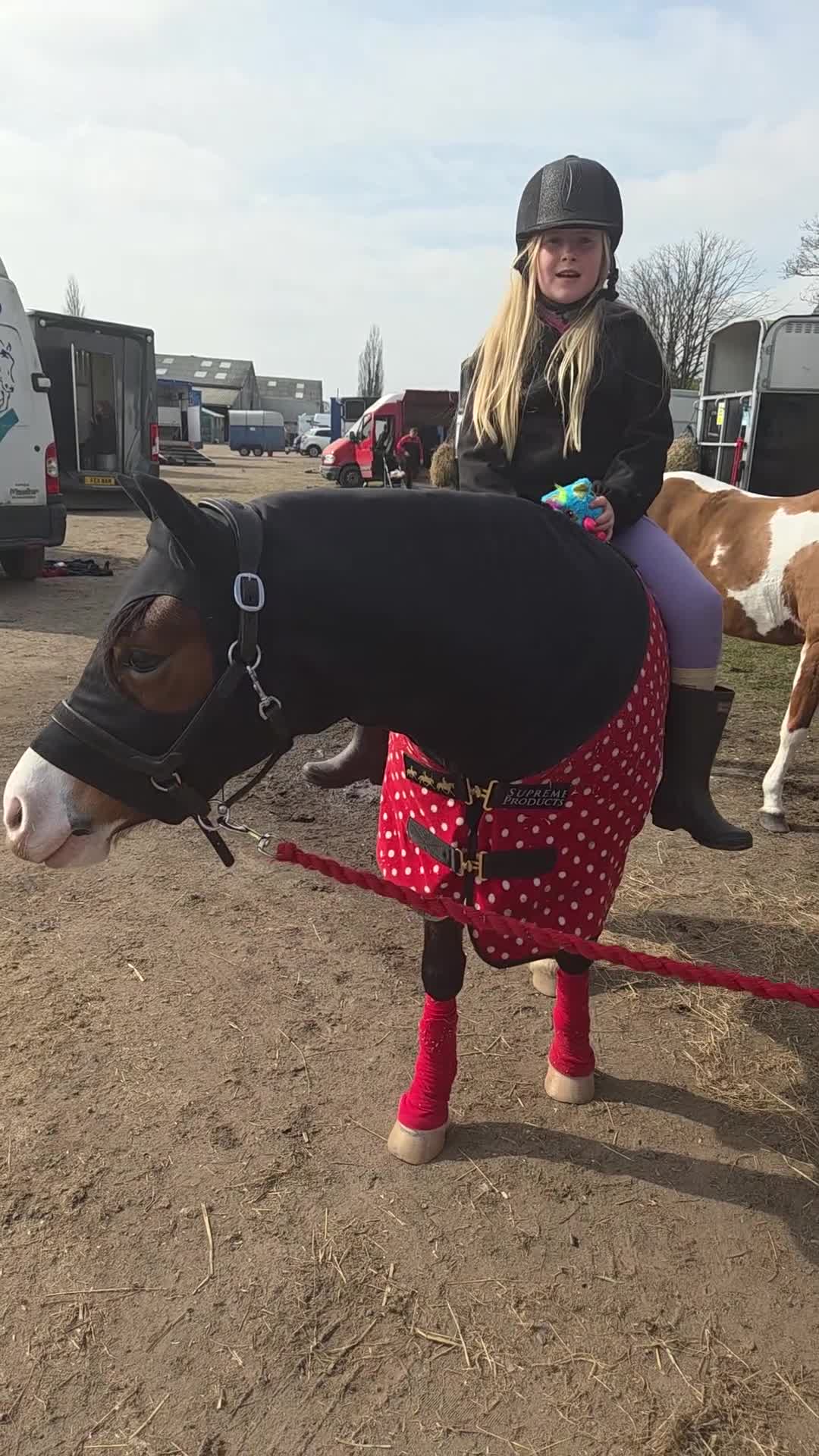 Welsh Section C horses for sale: Rhoswen Chloe - Video 4