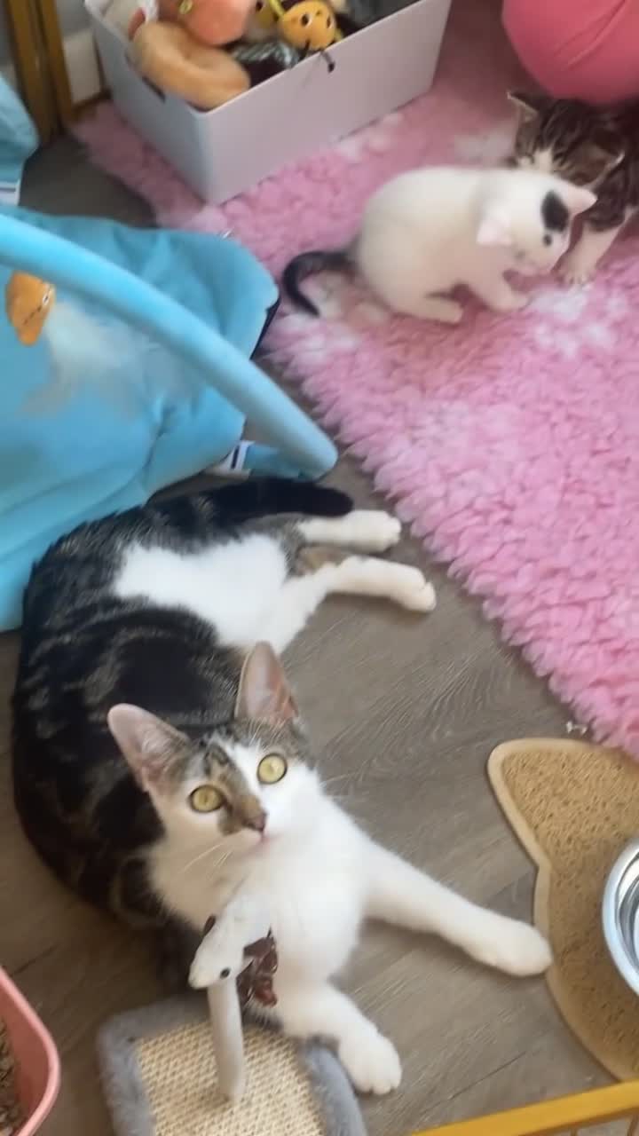 Mixed Breed cats for sale: Mixed breed female kittens - Video 1