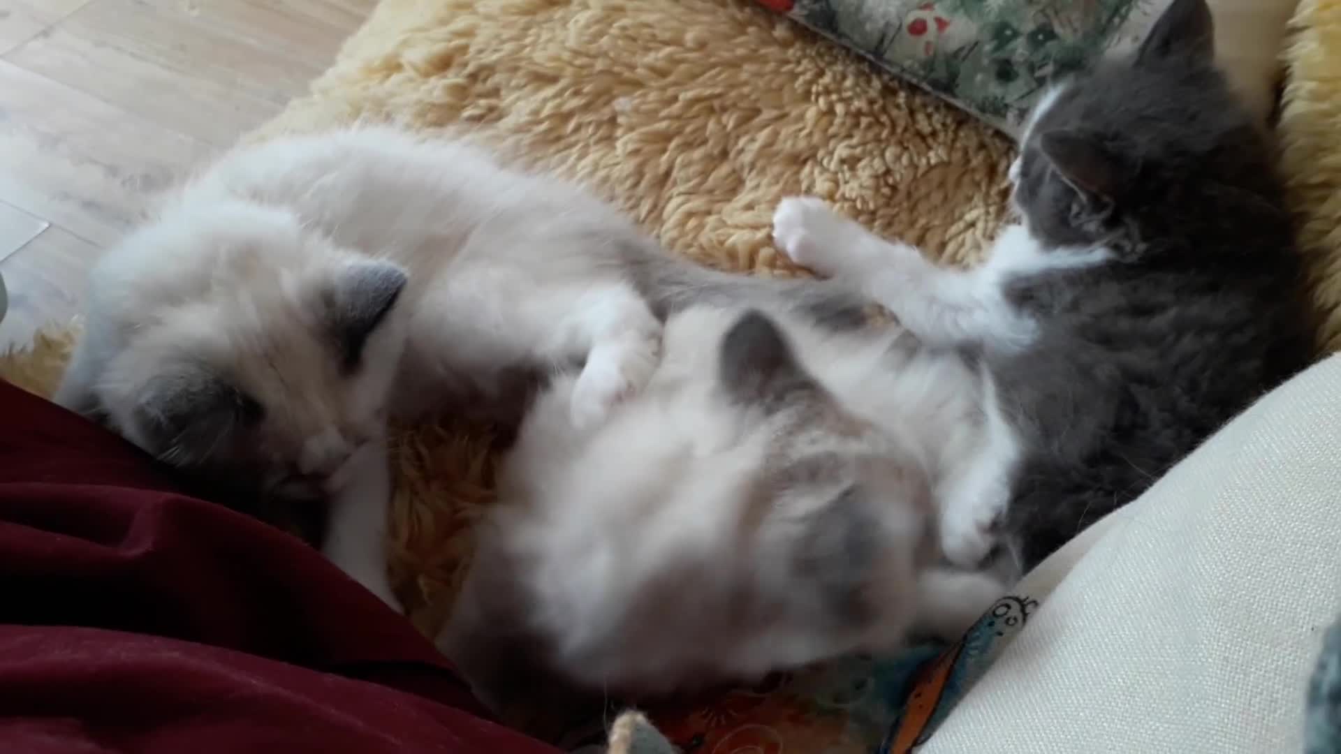 Ragdoll cats for sale: Maincoon ×Ragdoll (Ragcoon) kittens  - Video 1
