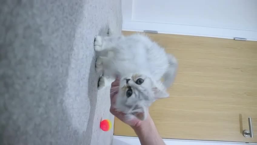 Persian cats for sale: Persian kitten boy available! - Video 1
