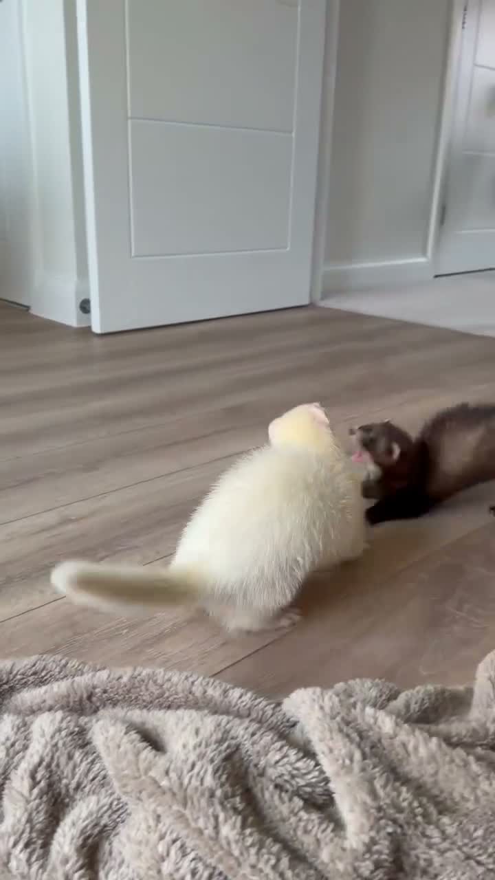 Ferret rodents for sale: Lovely Jill and Hob  - Video 1