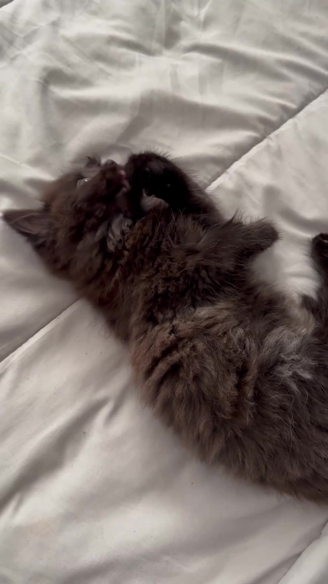 Mixed Breed cats for sale: Siberian x Ragdoll Kitten  - Video 2