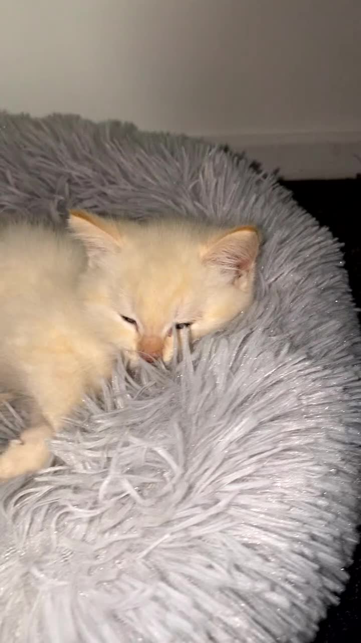 Siamese cats for sale: Flame point Siamese kitten - Video 1