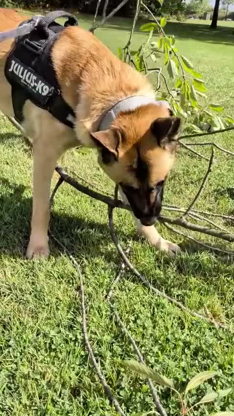 Mixed Breed dogs for sale: Dexter  in North Shields - Video 1