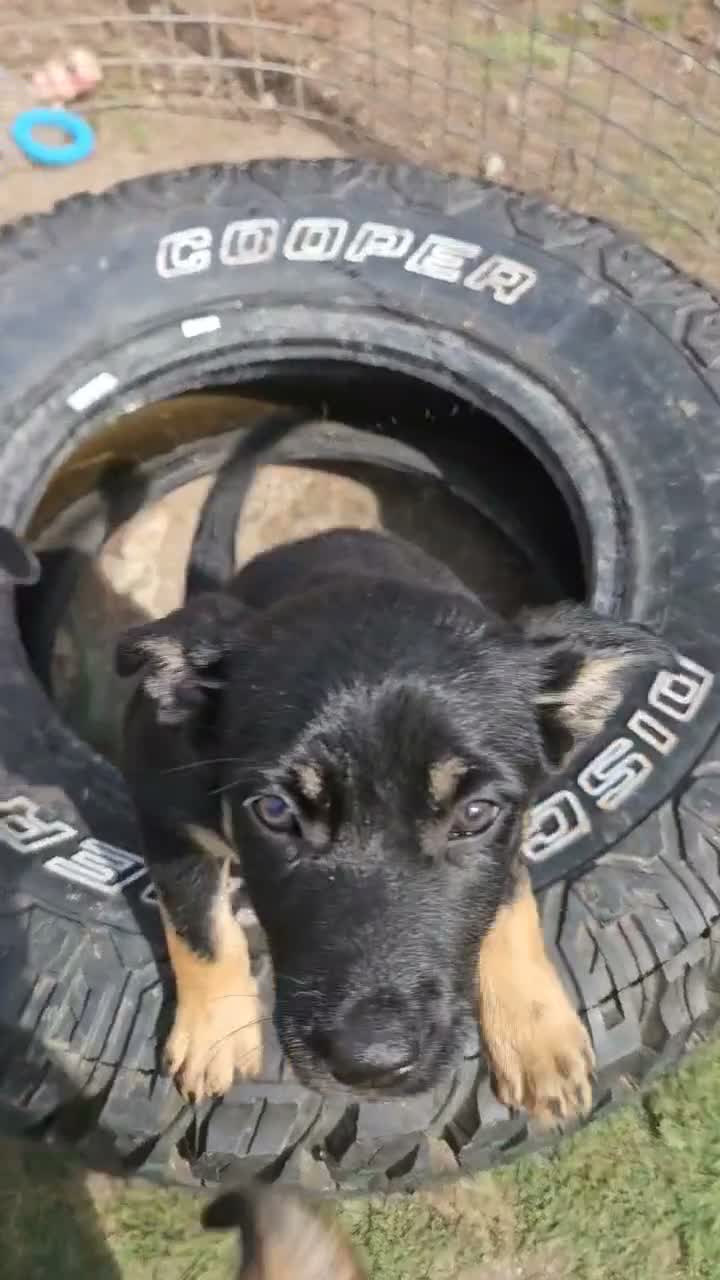 Australian Kelpie dogs for sale: Working Kelpie Pups in Melton Mowbray - Video 1