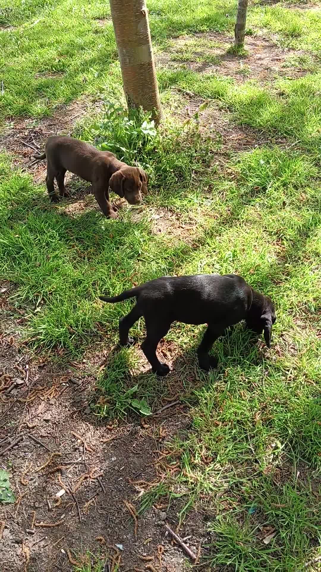 Pointer dogs for sale: HPR Puppies - Friendly ready Soon - Video 1